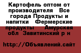 Картофель оптом от производителя - Все города Продукты и напитки » Фермерские продукты   . Амурская обл.,Завитинский р-н